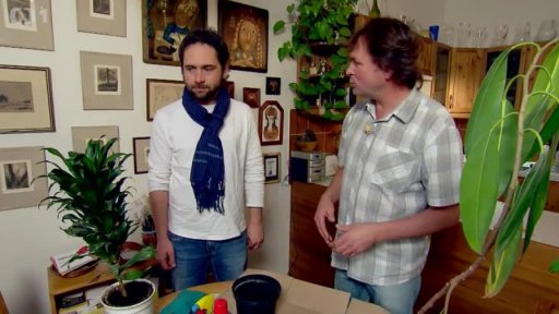 Pokojové rostliny – péče