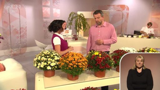 Chryzantémy – Ing. Vlastimil Pasič