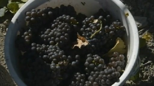 Rajhradské klášterní sklepy