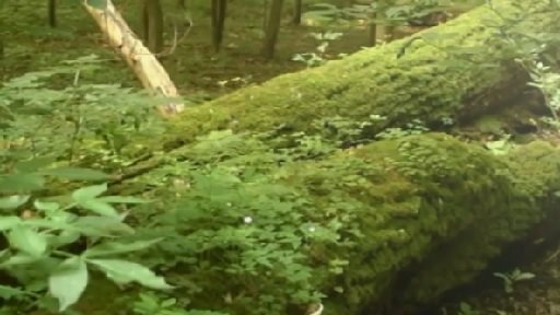 Zámecký areál v Cholticích