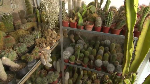 Zimní péče o kaktusy