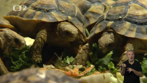 Miniseriál: „Krmíme je správně?“