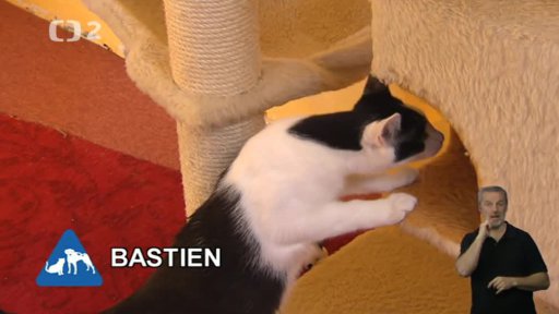 Nabídka koček: Srdcem pro kočky o. s.