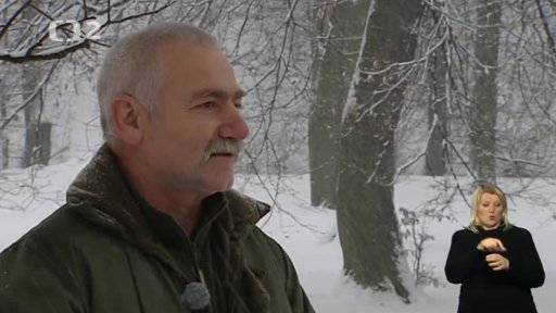 Krkavcovití ve městech