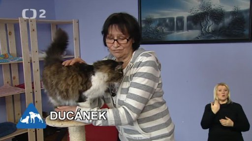 Nabídka koček: o.s. Další šance