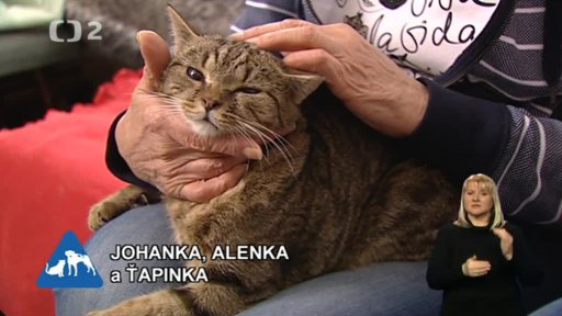Nabídka koček: Uměním na pomoc zvířatům