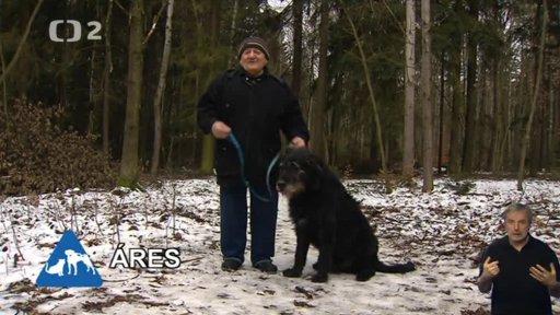 Nabídka psů: Útulek pro zvířata v nouzi