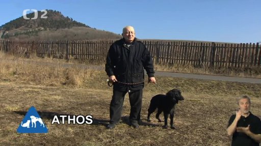 Nabídka psů: Městský útulek Most - Rudolice