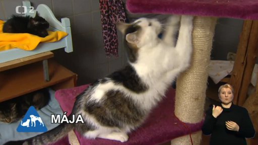 Nabídka koček: Útulek Bona