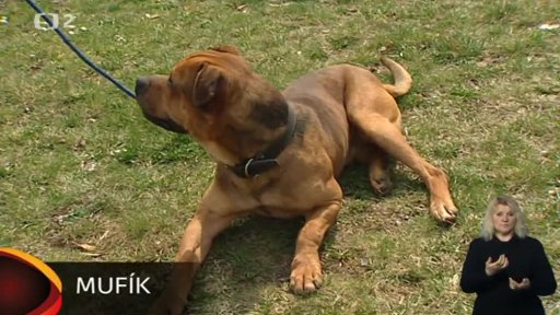 Nabídka psů: Útulek pro opuštěná zvířata