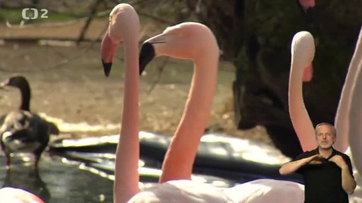 Miniseriál: Rozeznáte je?