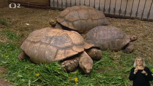 Miniseriál: Rozeznáte je?