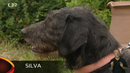 Nabídka pejsků z Nechvalic a Řepnice