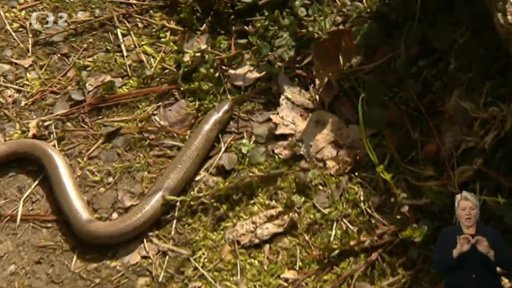 Miniseriál: Naši plazi a obojživelníci - slepýš křehký