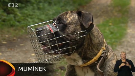 Nabídka psů: Útulek pro psy Hradečnice