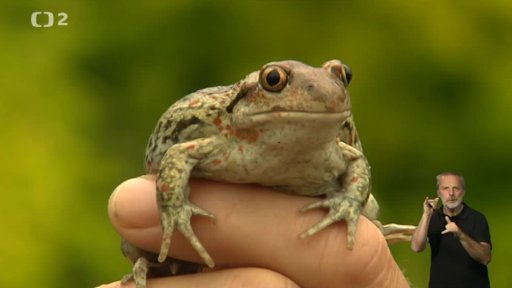 Miniseriál: Naši plazi a obojživelníci - blatnice skvrnitá
