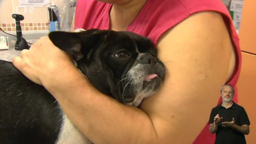 Příběh francouzské buldočky Briketk