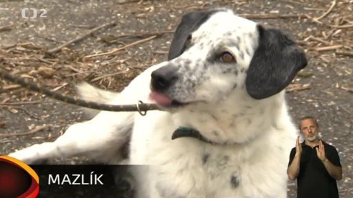 Nabídka psů z Kralup nad Vltavou