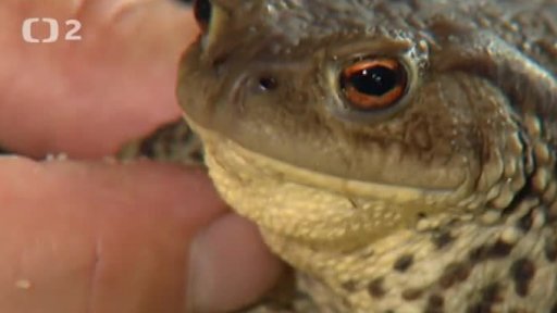 Miniseriál: Naši plazi a obojživelníci - ropucha obecná