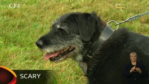 Nabídka psů z Prahy-Troji