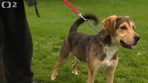 Nabídka psů: Azyl pes