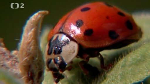 Jak zimují slunéčka?