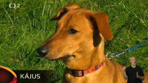 Nabídka psů z Liberce