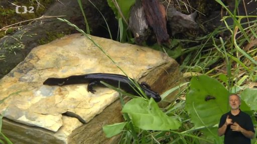 Miniseriál: Naši plazi a obojživelníci