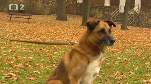 Nabídka psů z Třebíče