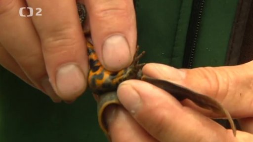 Miniseriál: Naši plazi a obojživelníci