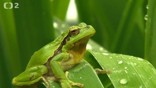 Miniseriál: Naši plazi a obojživelníci