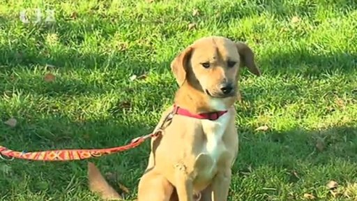 Nabídka psů a koček z Lučan