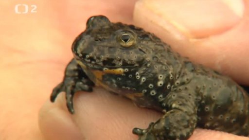 Miniseriál: Naši plazi a obojživelníci