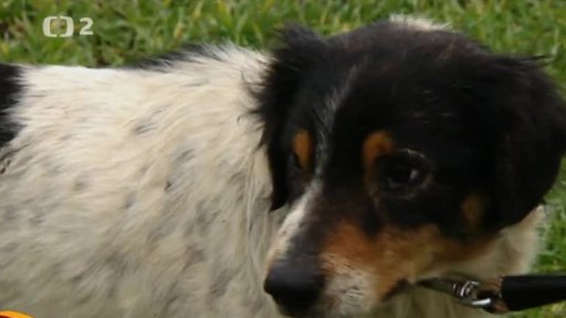 Nabídka psů z Úmyslovic