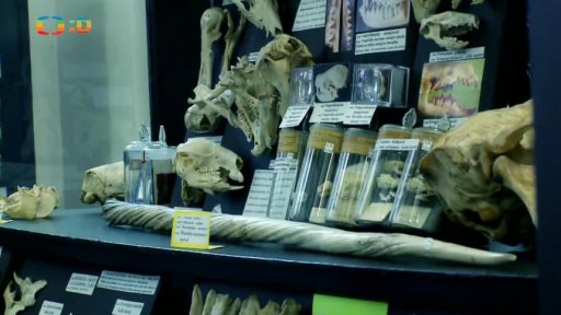 Pátrání: Proč se zuby kazí?