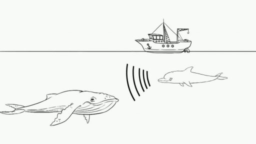 Nápověda: Echolokace