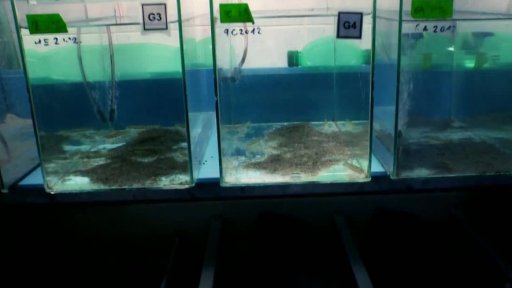 Pátrání: Rybí geny