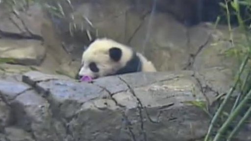 Panda jako nástoj diplomacie