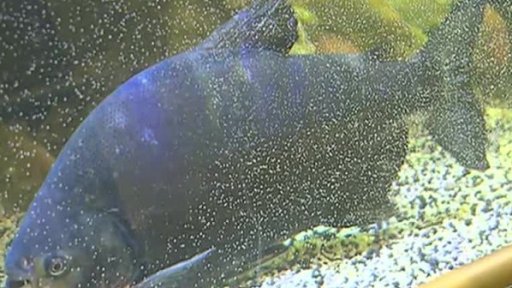 Mrtvé ryby ve vodním světě