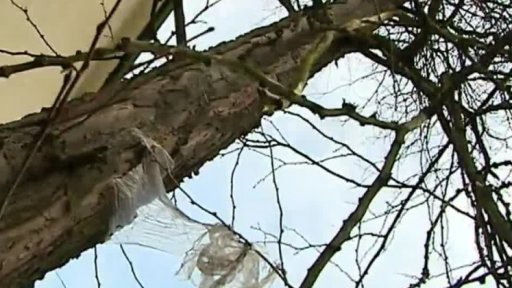 Kritika kácení stromů