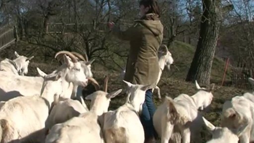 Kozí farmy zažívají v Česku boom