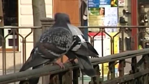 Pokuty za krmení holubů