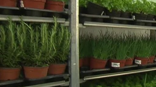 Zájem o čerstvé bylinky