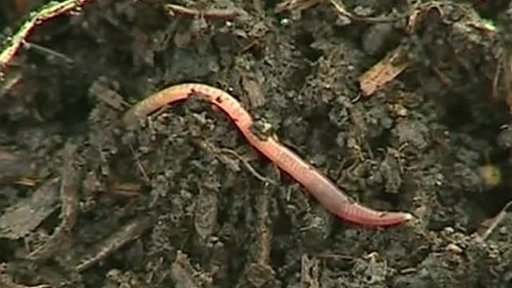 Žížaly na bioodpad