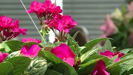 Zájem o české květiny