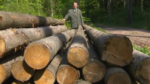 Lesníci čelí nájezdům zlodějů tzv. kárkařů