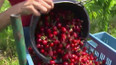 Sklizeň třešní začíná