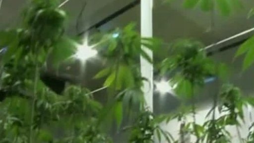 Zahraniční pomoc proti pěstírnám