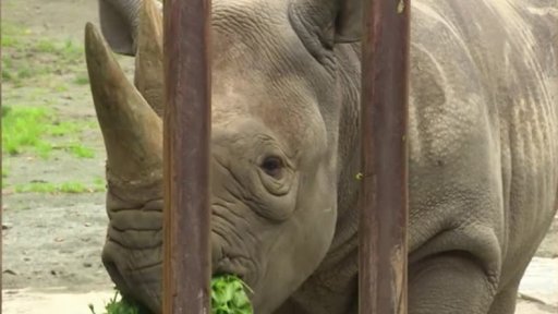 Zoo Dvůr Králové spálila rohovinu
