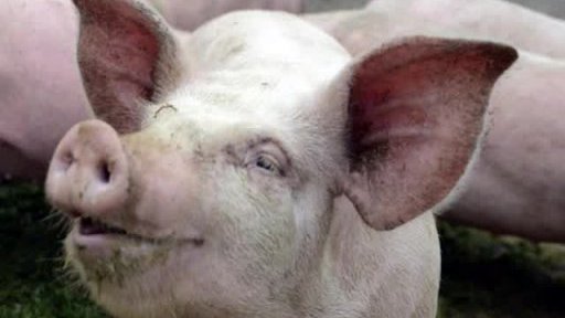 Tradice vesnických zabijaček